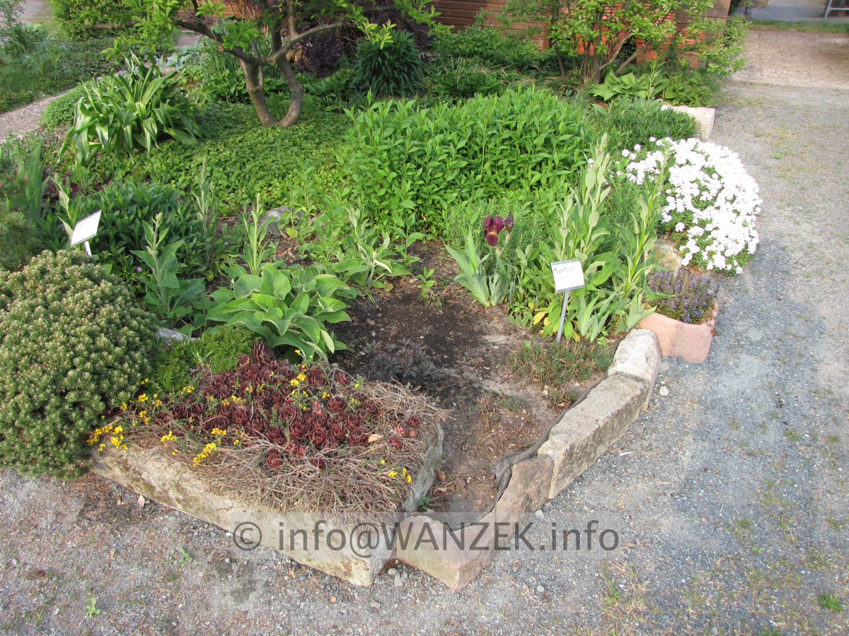 Iris barbata Nana xxx Standort.JPG